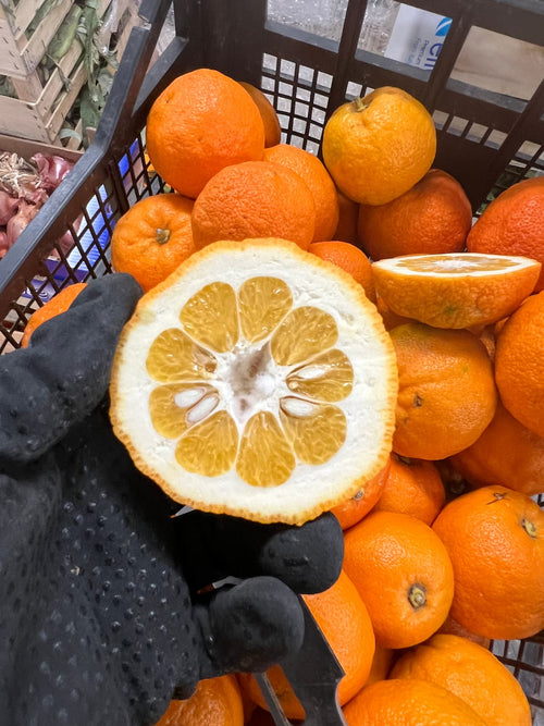 Aufgeschnittene Bio-Bitterorange aus Sizilien in der Hand