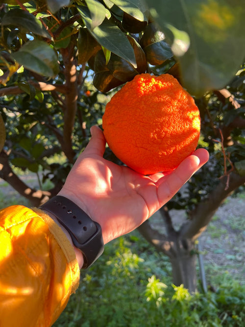 Bitterorange am Baum in der Hand, Sizilien