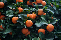 Bio-Sizilianische Bitterorange