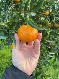Bio-Sizilianische Mandarinen