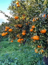 Bio-Sizilianische Mandarinen
