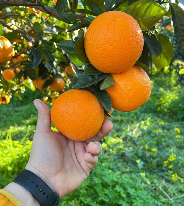 Navelina Orange hängt am baum