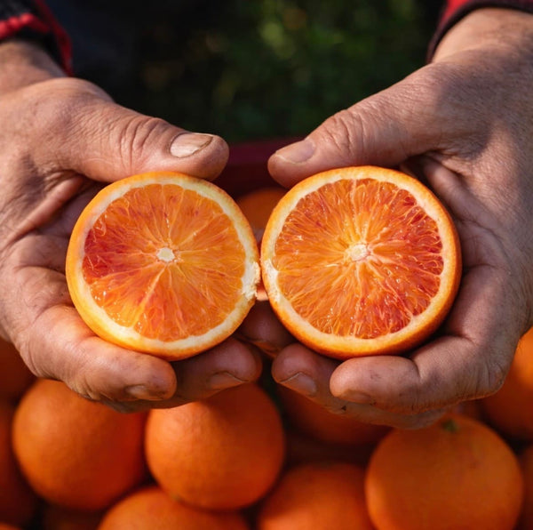 Aufgeschnittene tarocco orange in der Hand