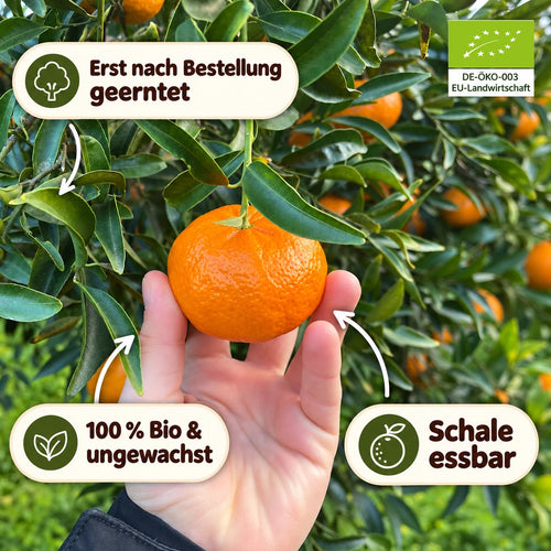 Bio-Clementinen aus Sizilien