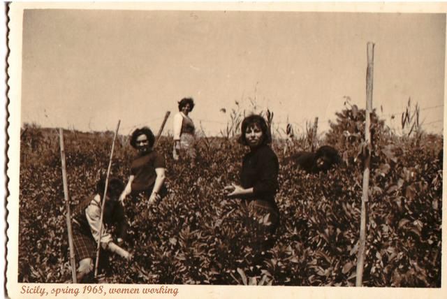 Familie Sarullo bei der Arbeit auf der Plantage in Sizilien, Frühling 1968 – Foto aus dem Familienalbum